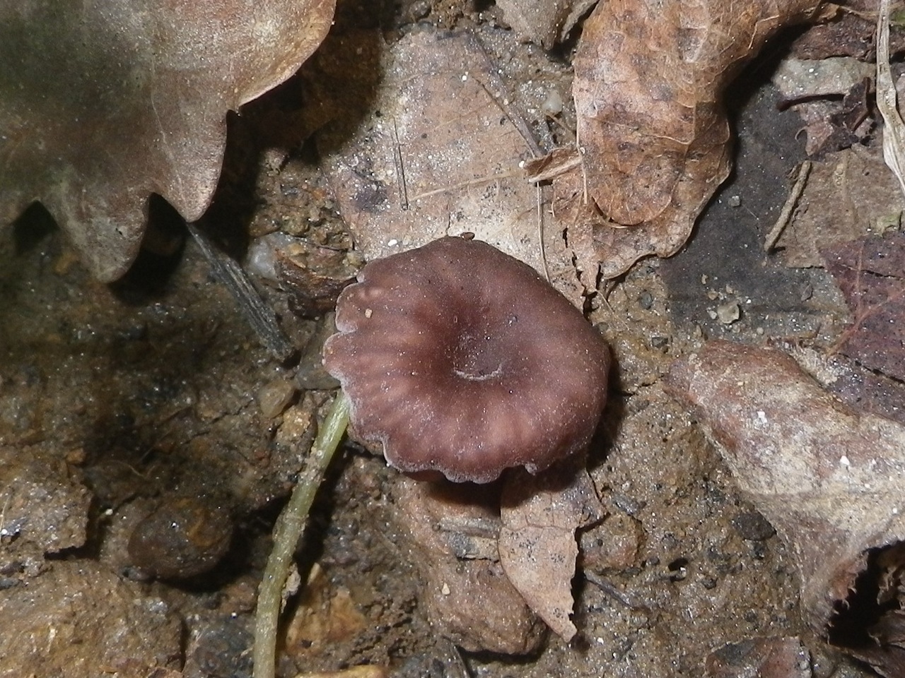 Observation mo-357092, Omphalina demissa