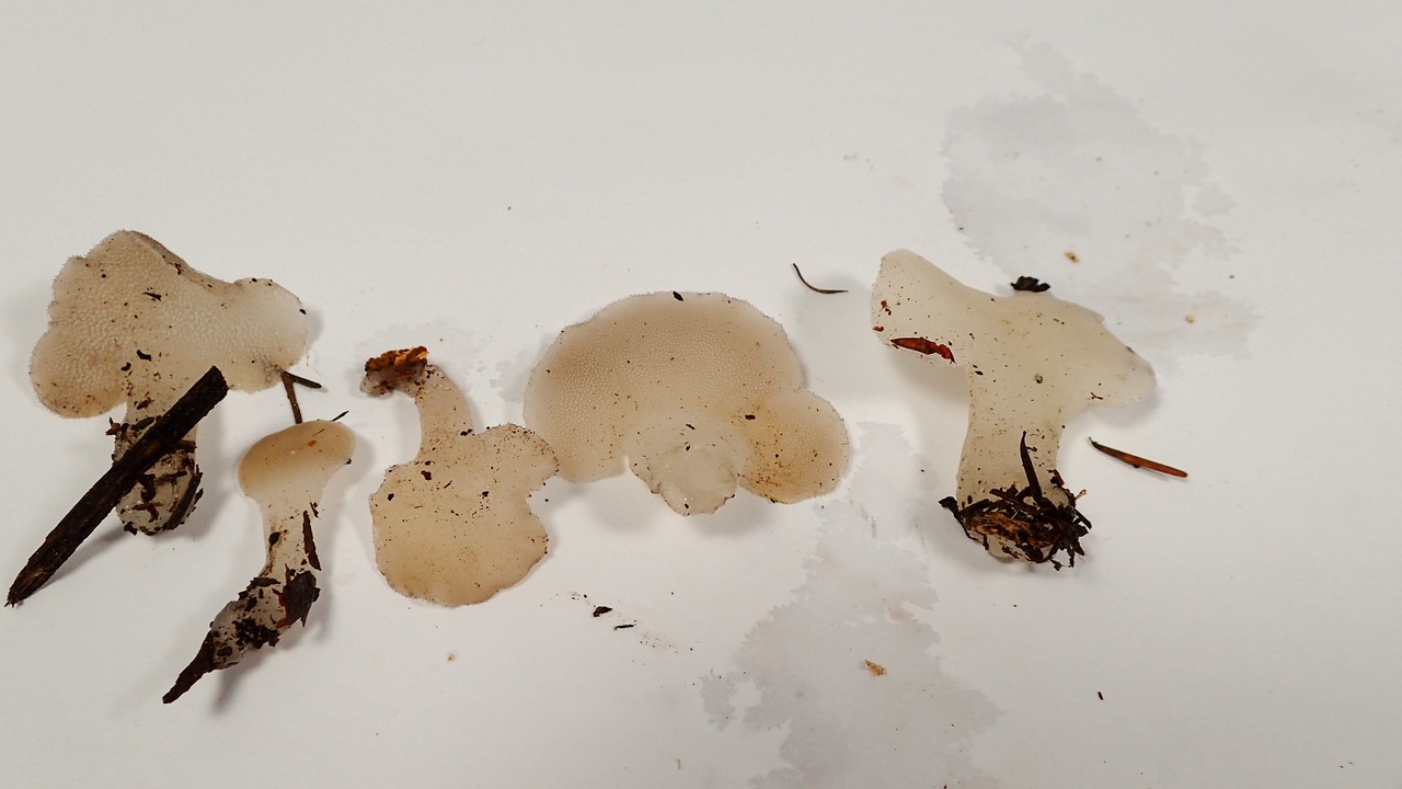 Observation mo-357326, Pseudohydnum gelatinosum