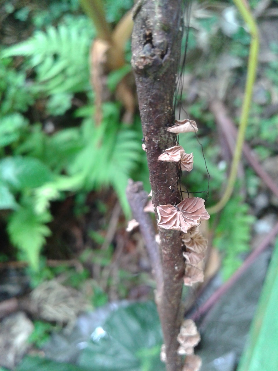 Observation mo-357436, Gymnopus portoricensis
