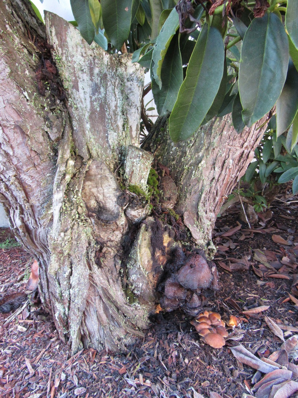 Observation mo-357438, Hypholoma rhododendronicola
