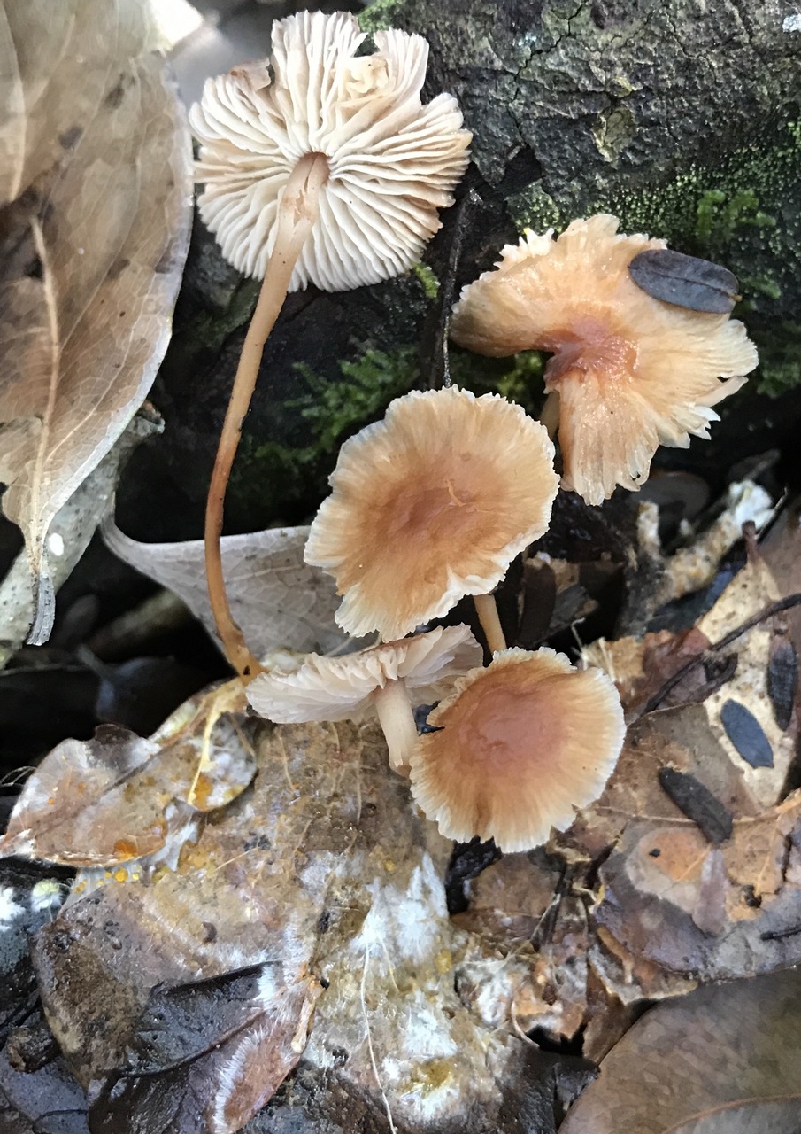 Observation mo-357479, Gymnopus talisiae