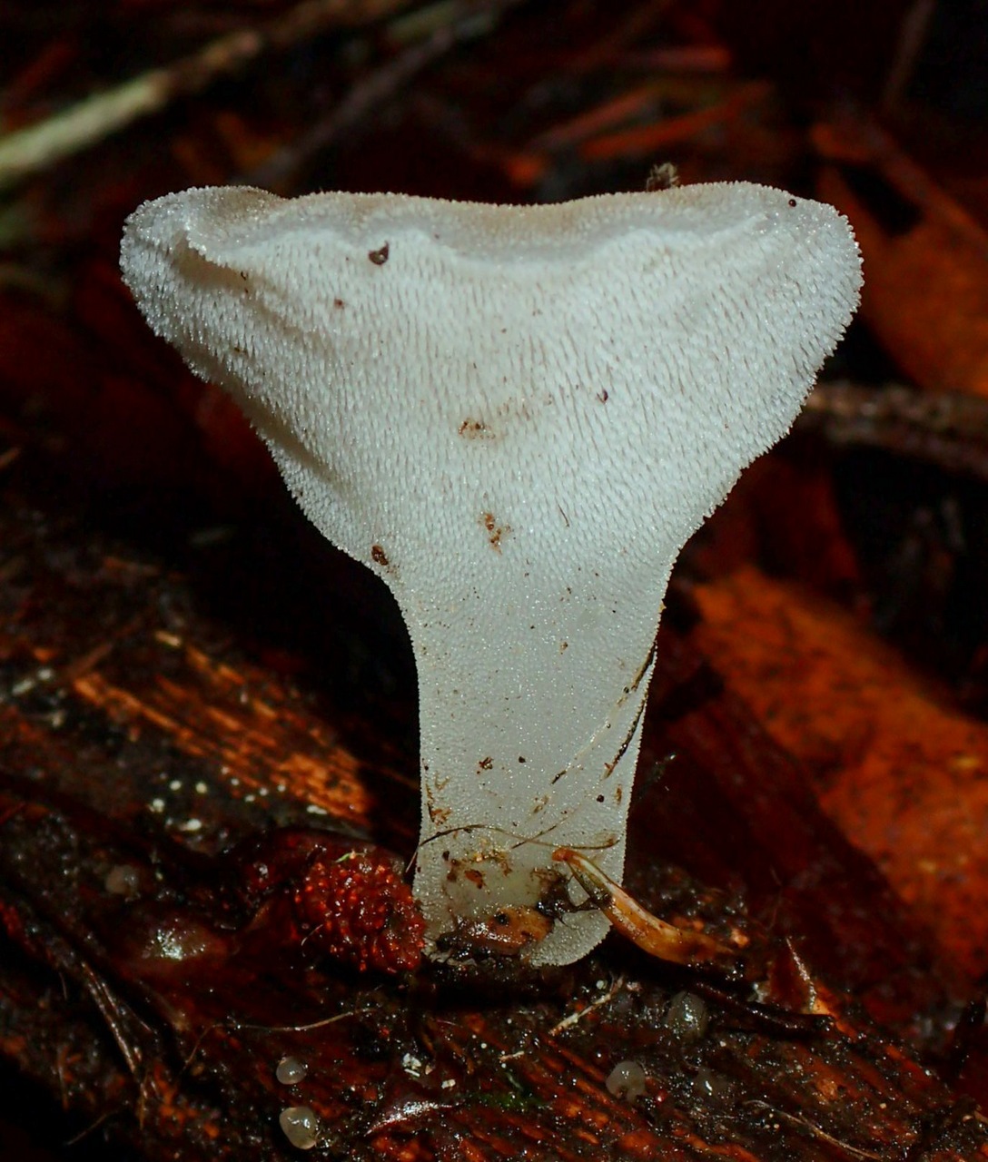 Observation mo-357567, Pseudohydnum gelatinosum