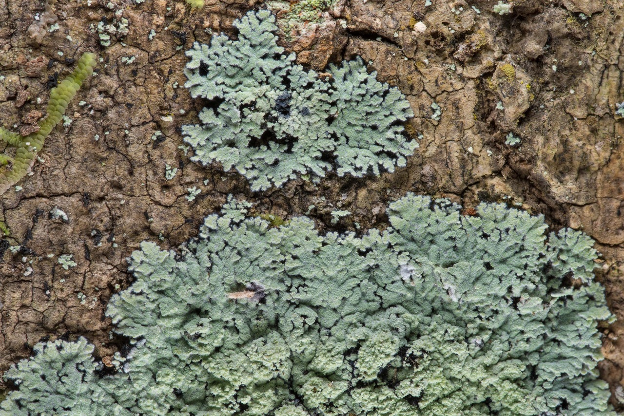 Observation mo-357816, Phyllopsora pyxinoides