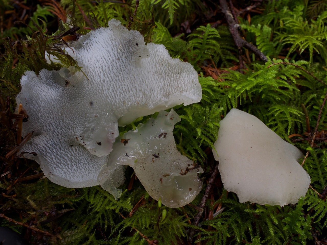 Observation mo-357863, Pseudohydnum gelatinosum