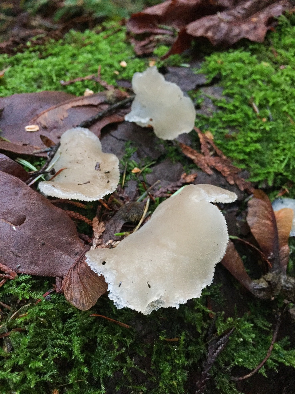 Observation mo-357937, Pseudohydnum gelatinosum