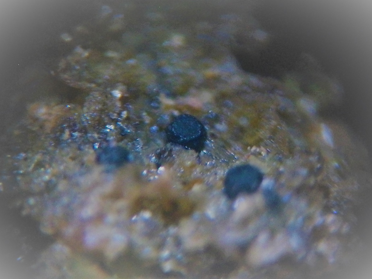 Observation mo-358213, Mniaecia jungermanniae