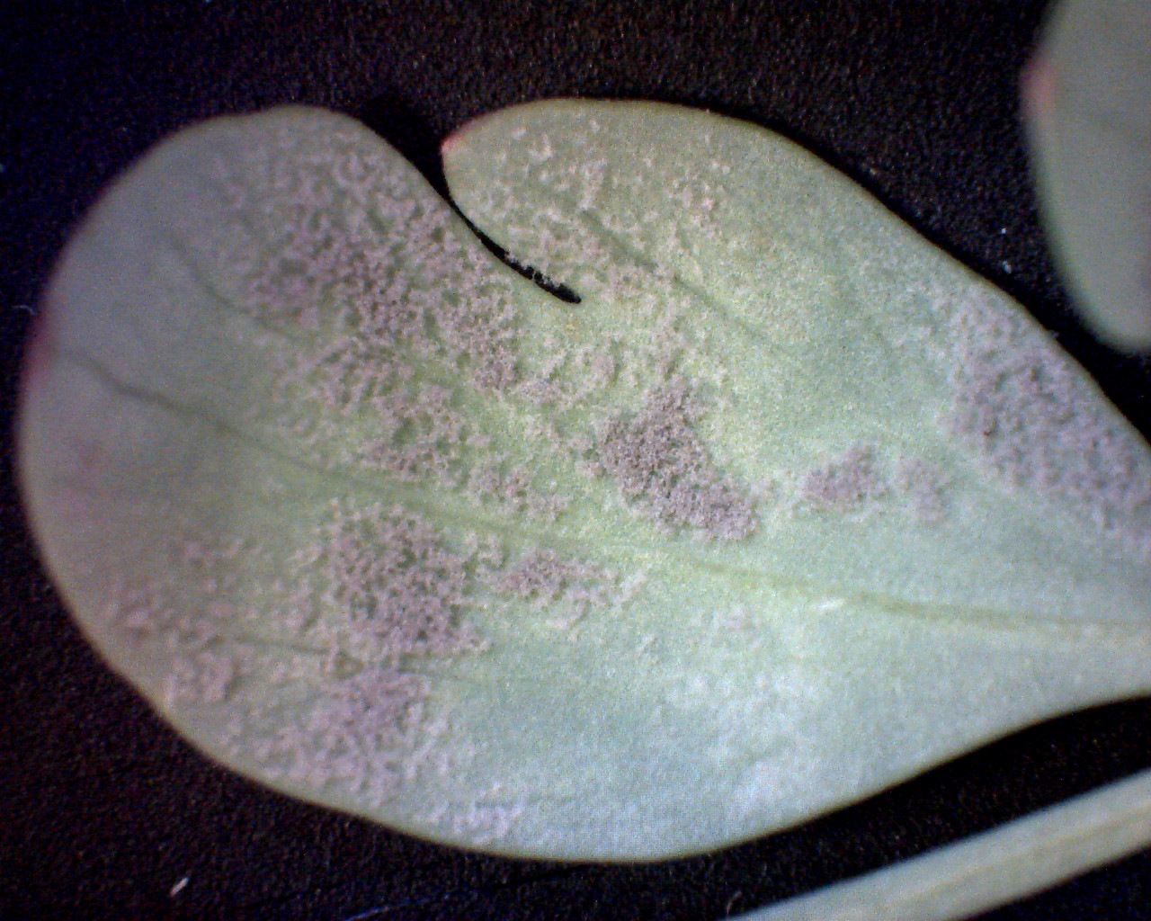 Observation mo-358367, Peronospora corydalis