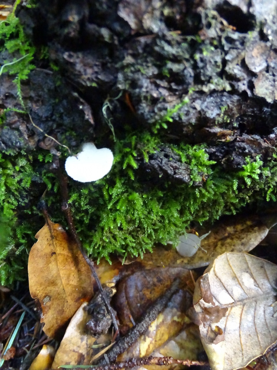 Observation mo-358507, Pseudohydnum gelatinosum