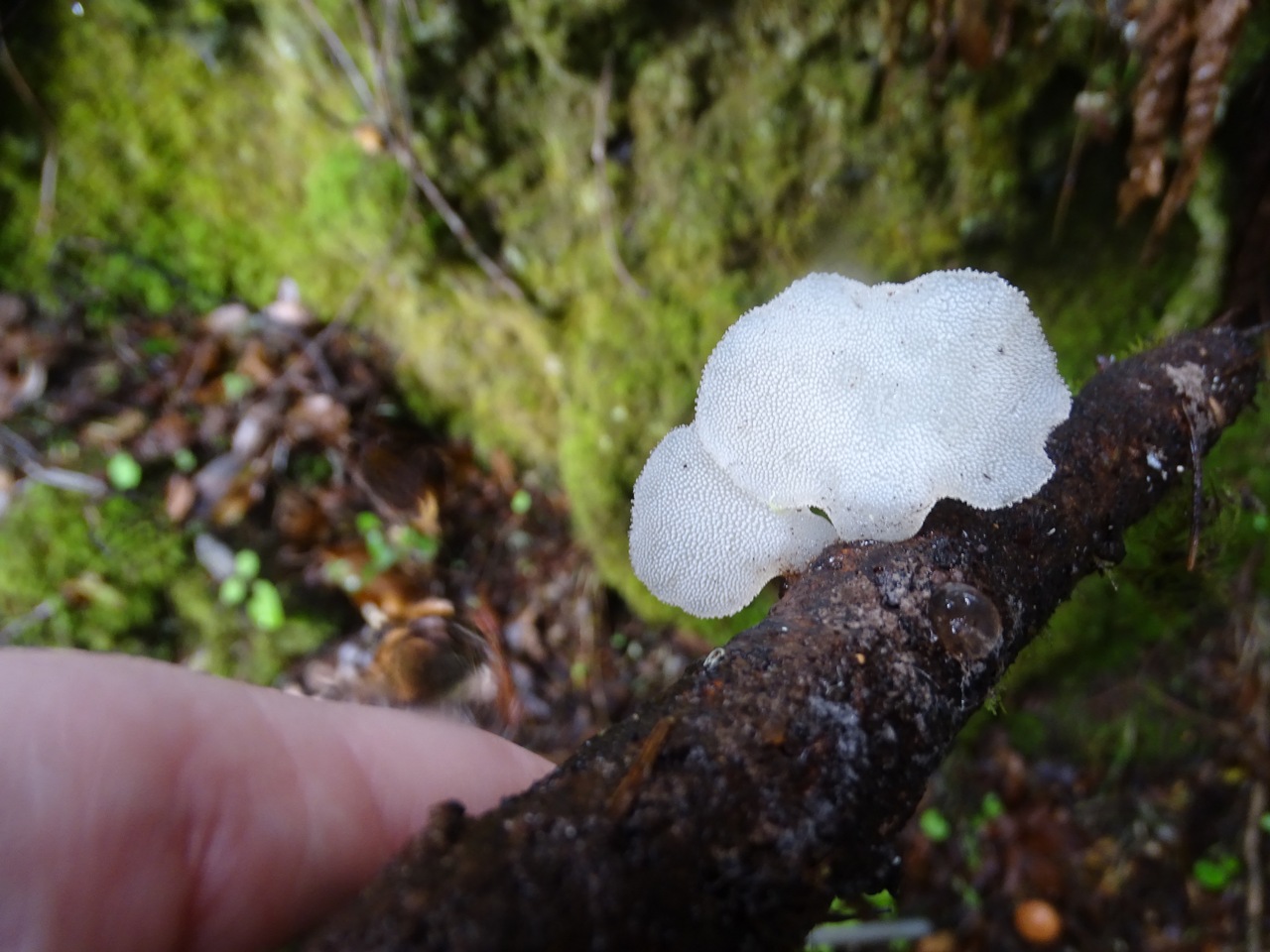 Observation mo-358600, Pseudohydnum gelatinosum