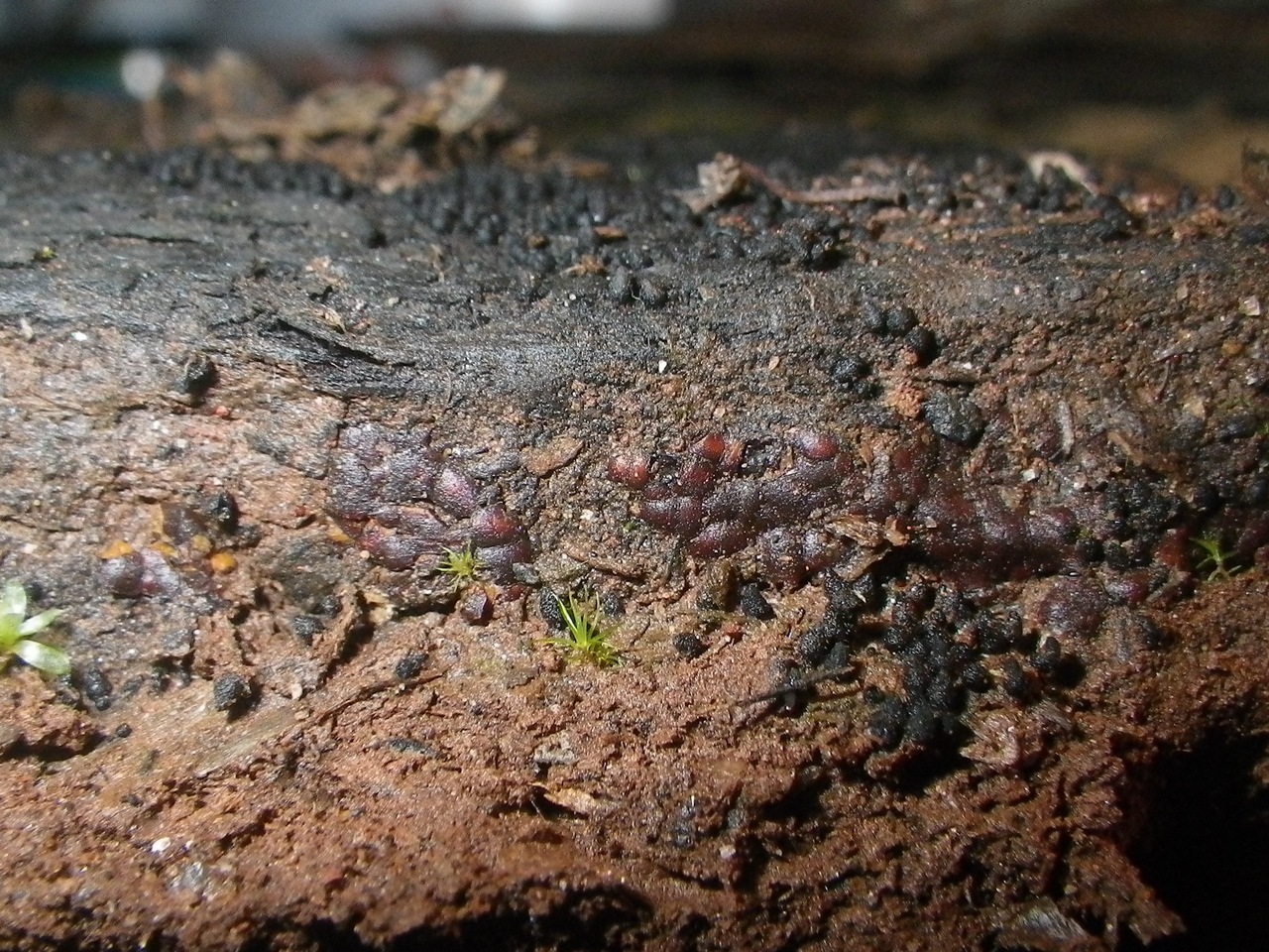 Observation mo-358690, Dianema inconspicuum
