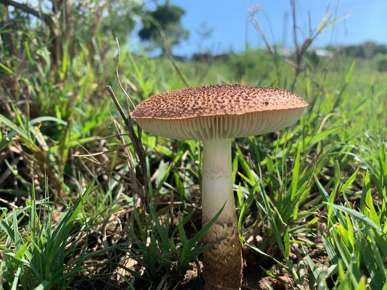Observation mo-360096, Amanita dorothiae