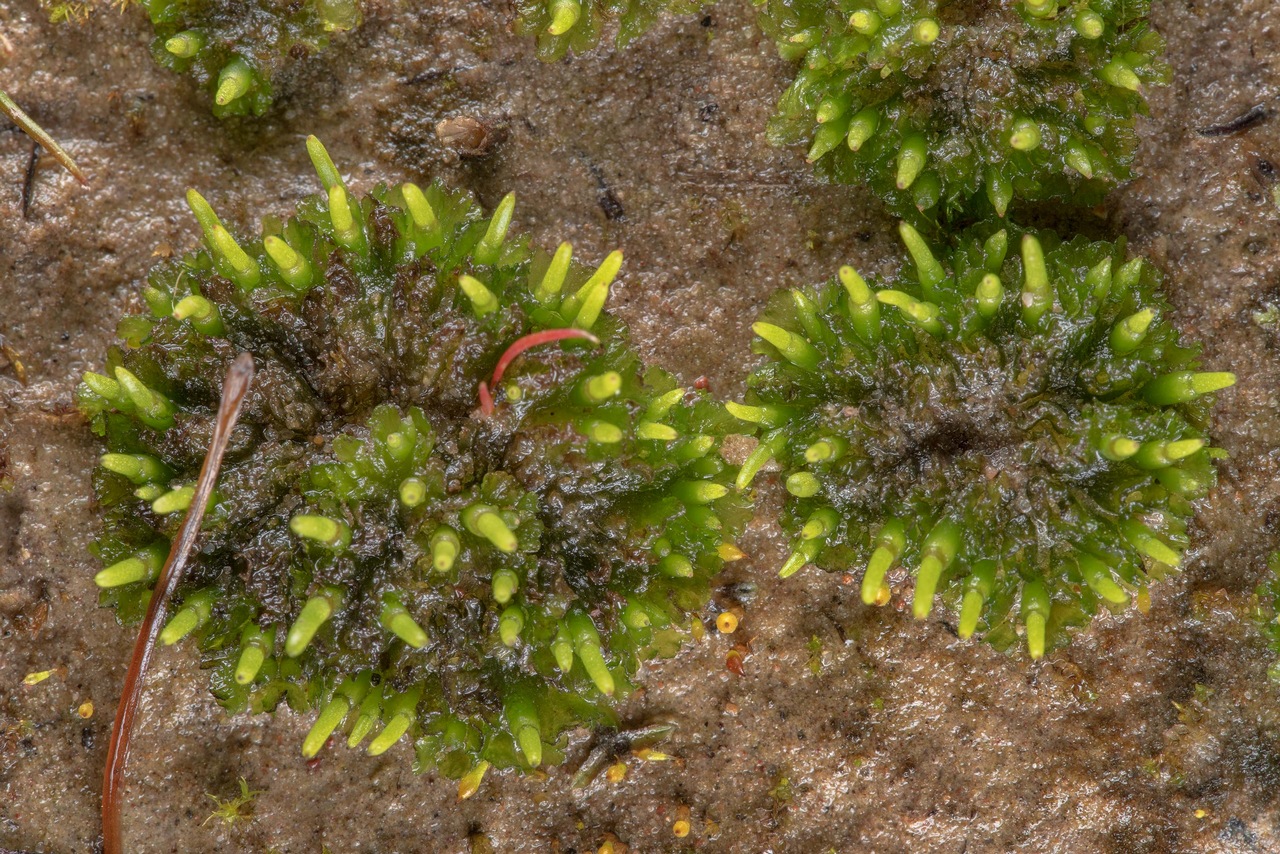 Observation mo-360173, Phaeoceros laevis