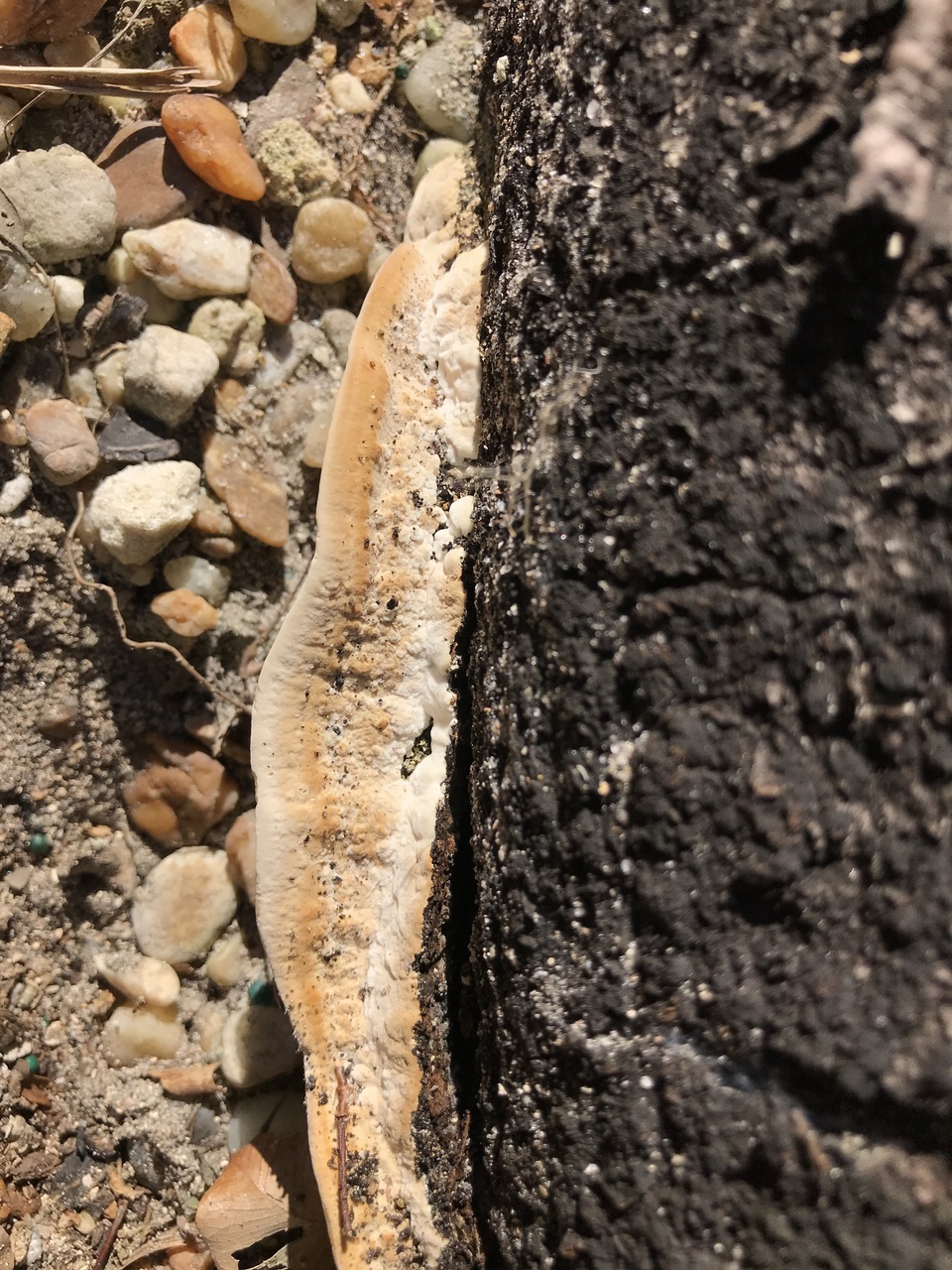 Observation mo-360488, Daedalea stereoides