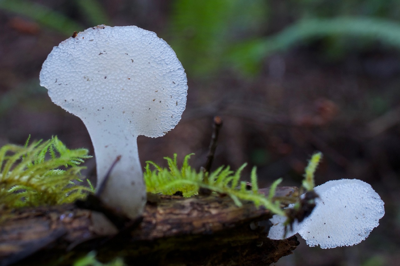 Observation mo-360532, Pseudohydnum gelatinosum