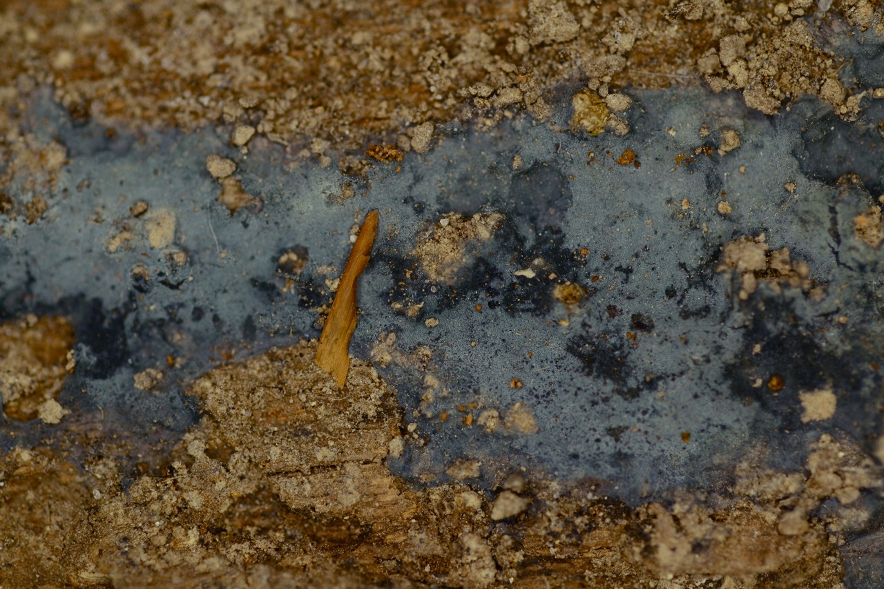 Observation mo-360864, Byssocorticium caeruleum
