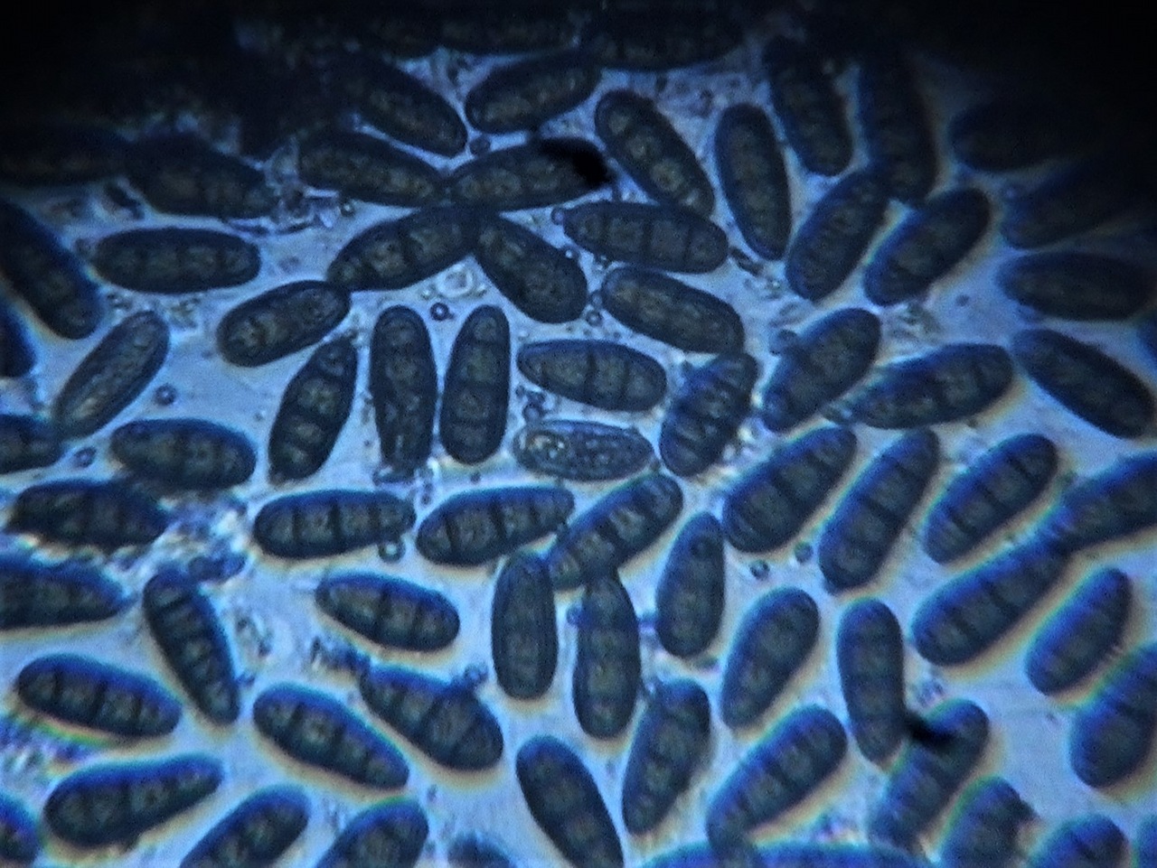 Observation mo-361250, Macrodiplodiopsis desmazieri