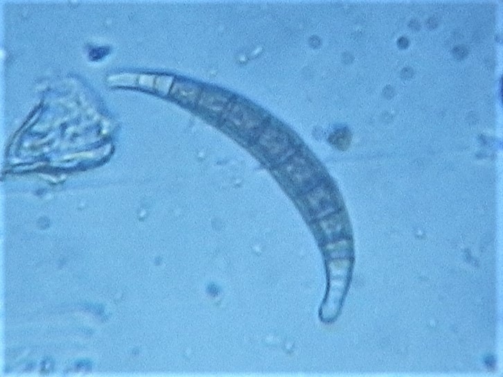 Observation mo-361253, Scolicosporium fagi