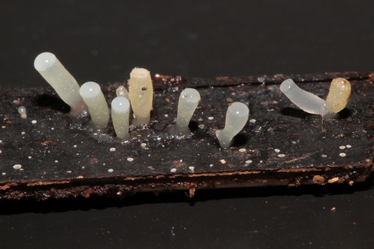 Observation mo-361335, Dacrymyces longistipitatus