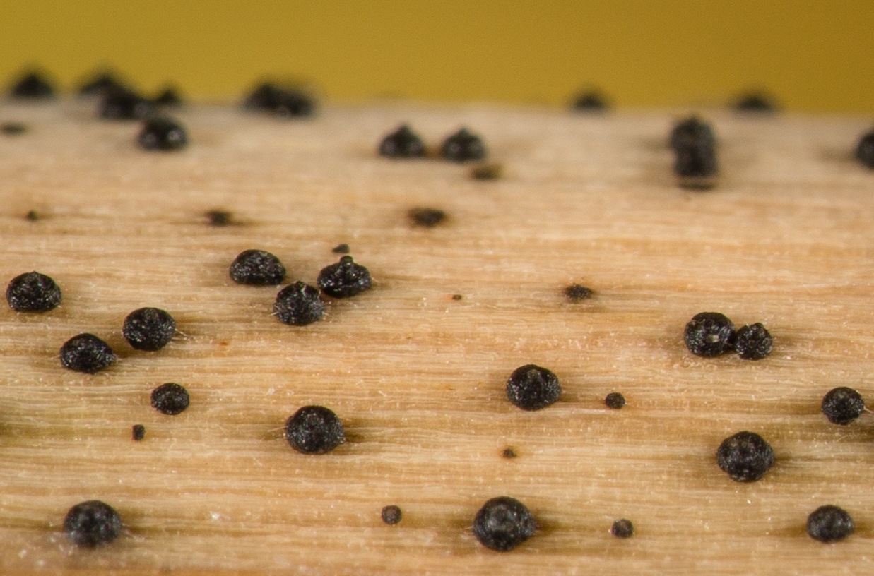 Observation mo-361852, Leptosphaeria doliolum