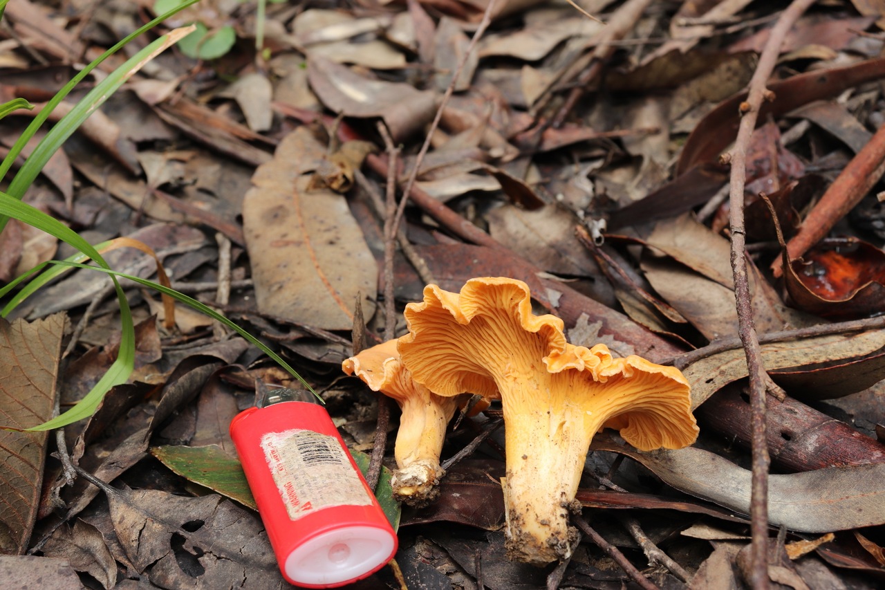Observation mo-362101, Cantharellus viscosus