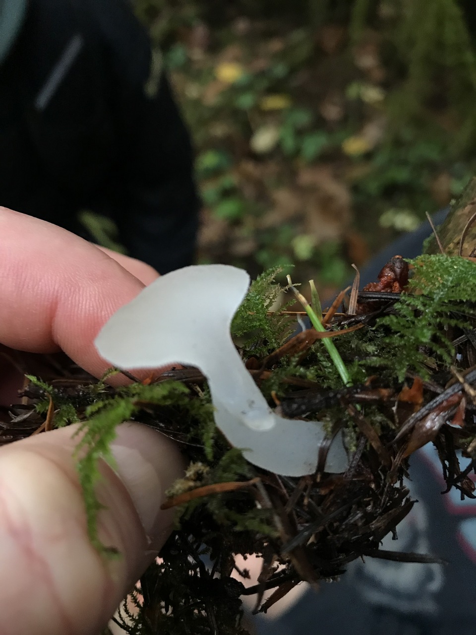 Observation mo-362446, Pseudohydnum gelatinosum