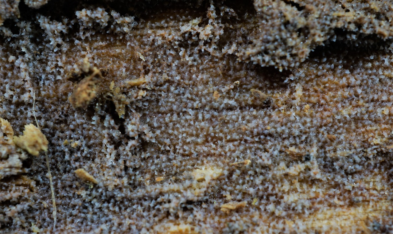 Observation mo-362711, Stypellopsis farlowii