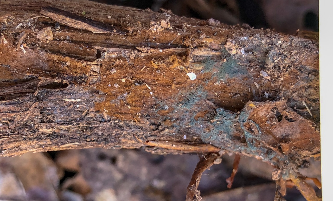 Observation mo-362715, Byssocorticium efibulatum