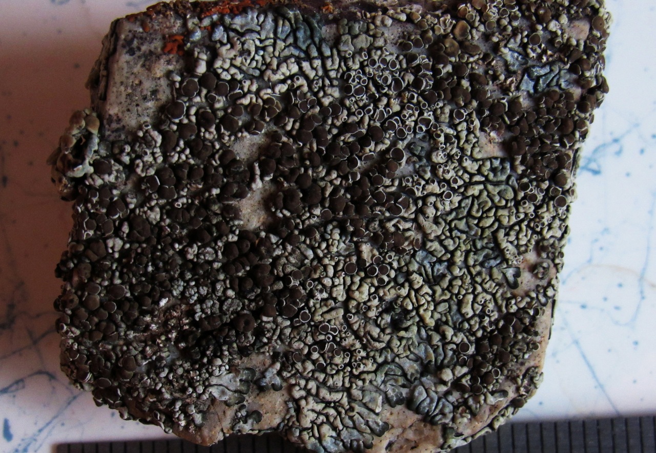 Observation mo-362828, Lecanora garovaglii