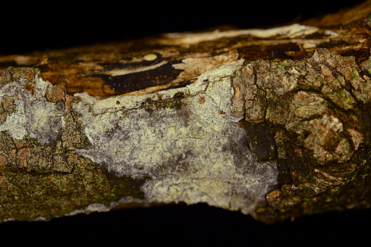 Observation mo-363125, Hyphodermella rosae