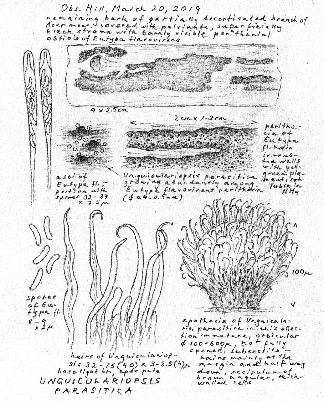 Observation mo-363284, Unguiculariopsis parasitica