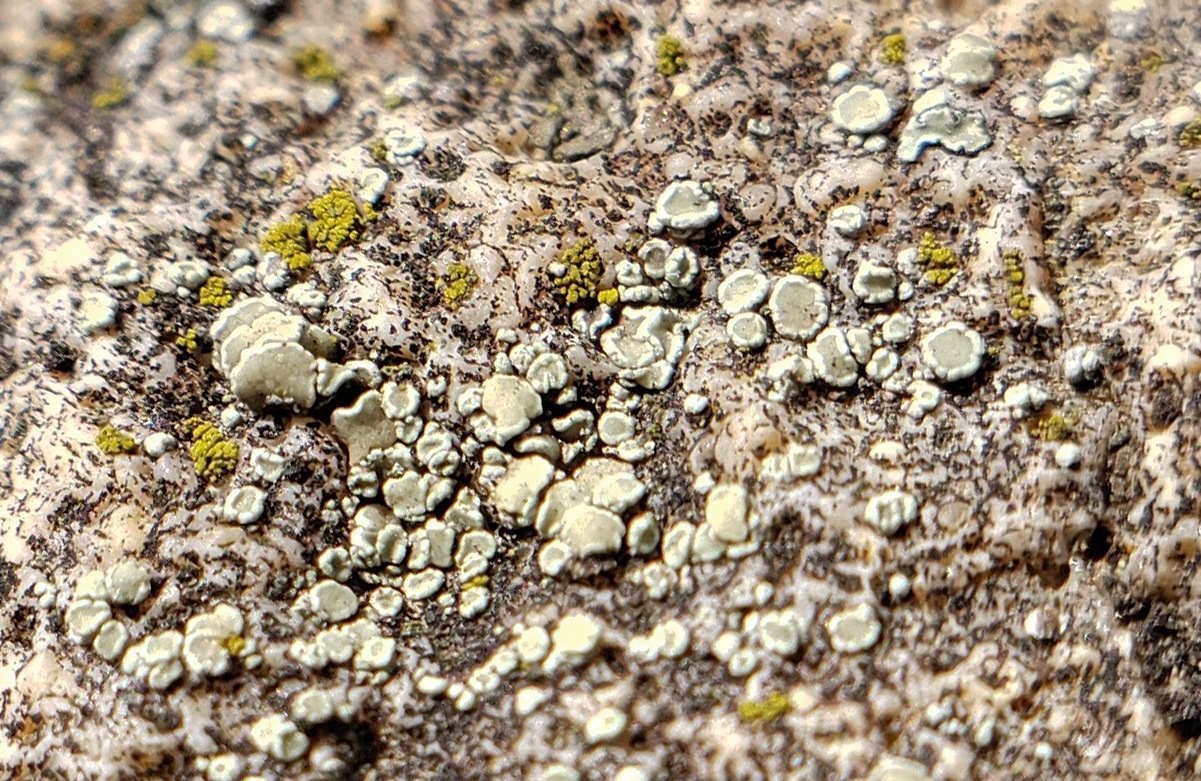 Observation mo-363445, Lecanora semipallida
