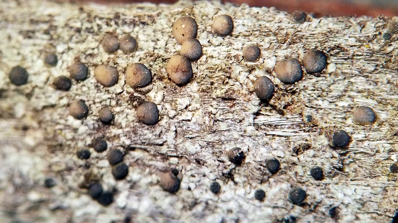 Observation mo-363466, Palicella schizochromatica