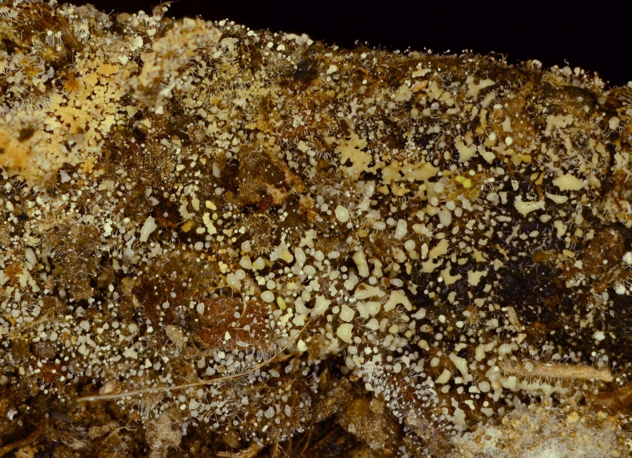 Observation mo-363800, Sphaerostilbella penicillioides