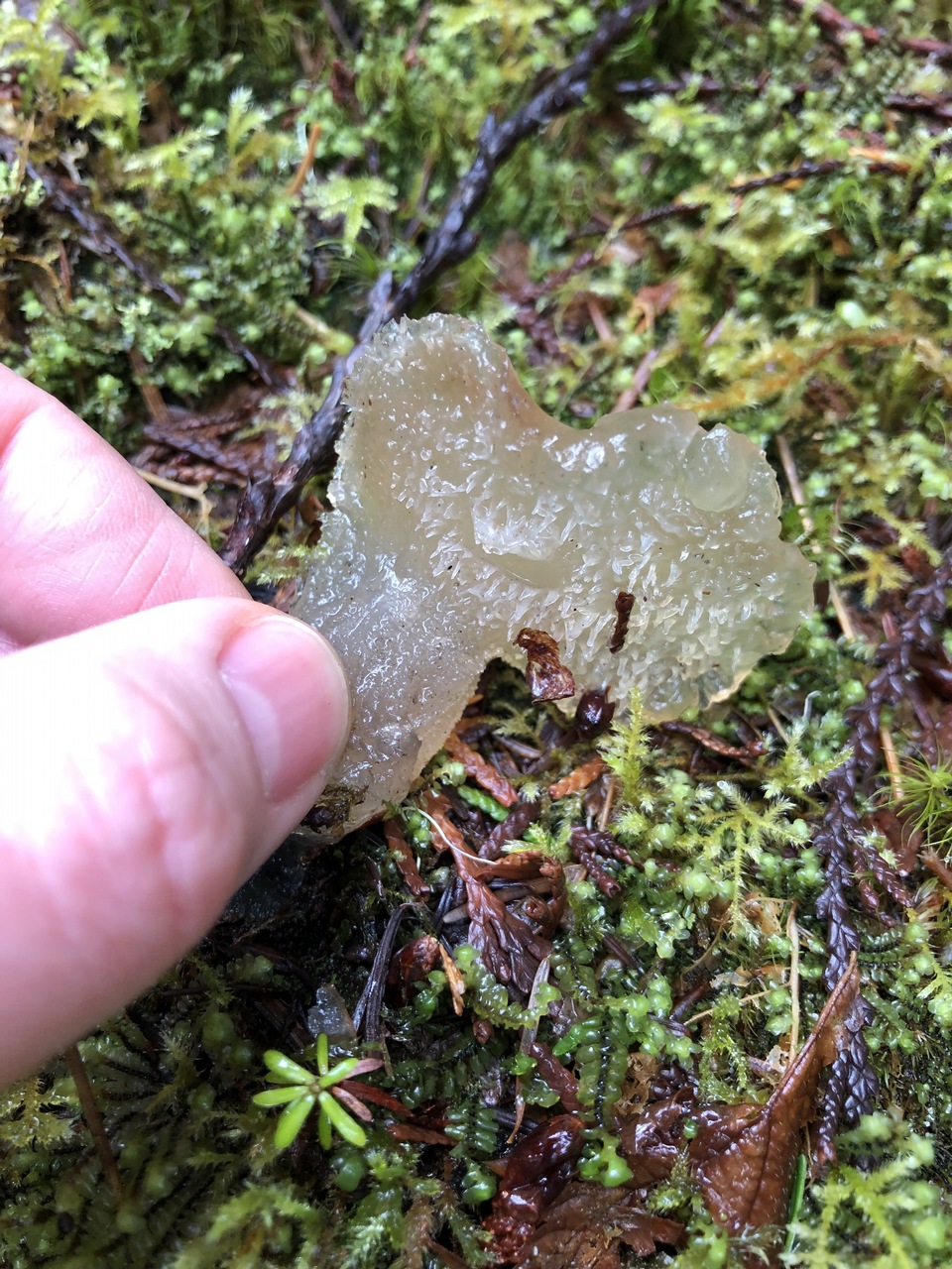 Observation mo-363833, Pseudohydnum gelatinosum