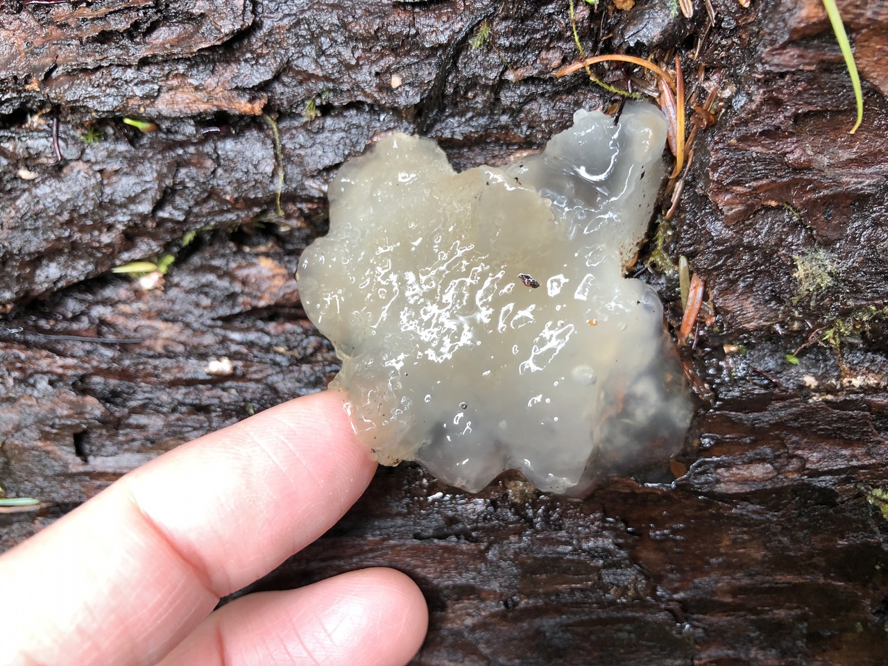 Observation mo-363834, Pseudohydnum gelatinosum