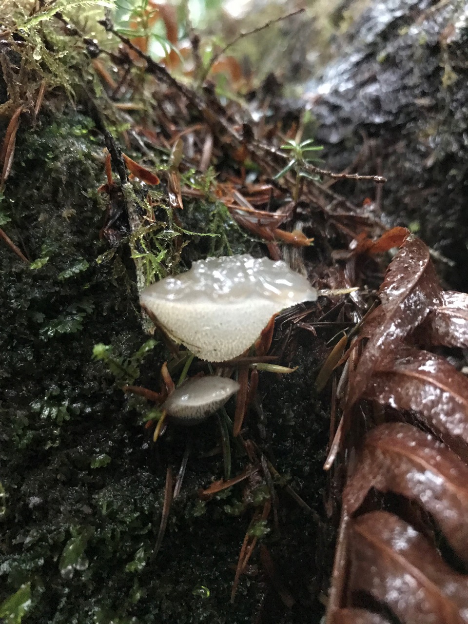 Observation mo-363838, Pseudohydnum gelatinosum