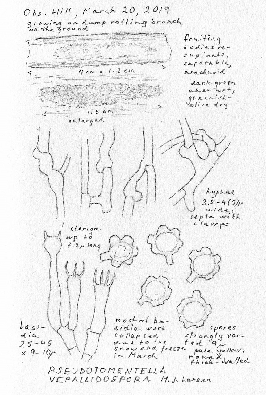 Observation mo-363932, Pseudotomentella vepallidospora