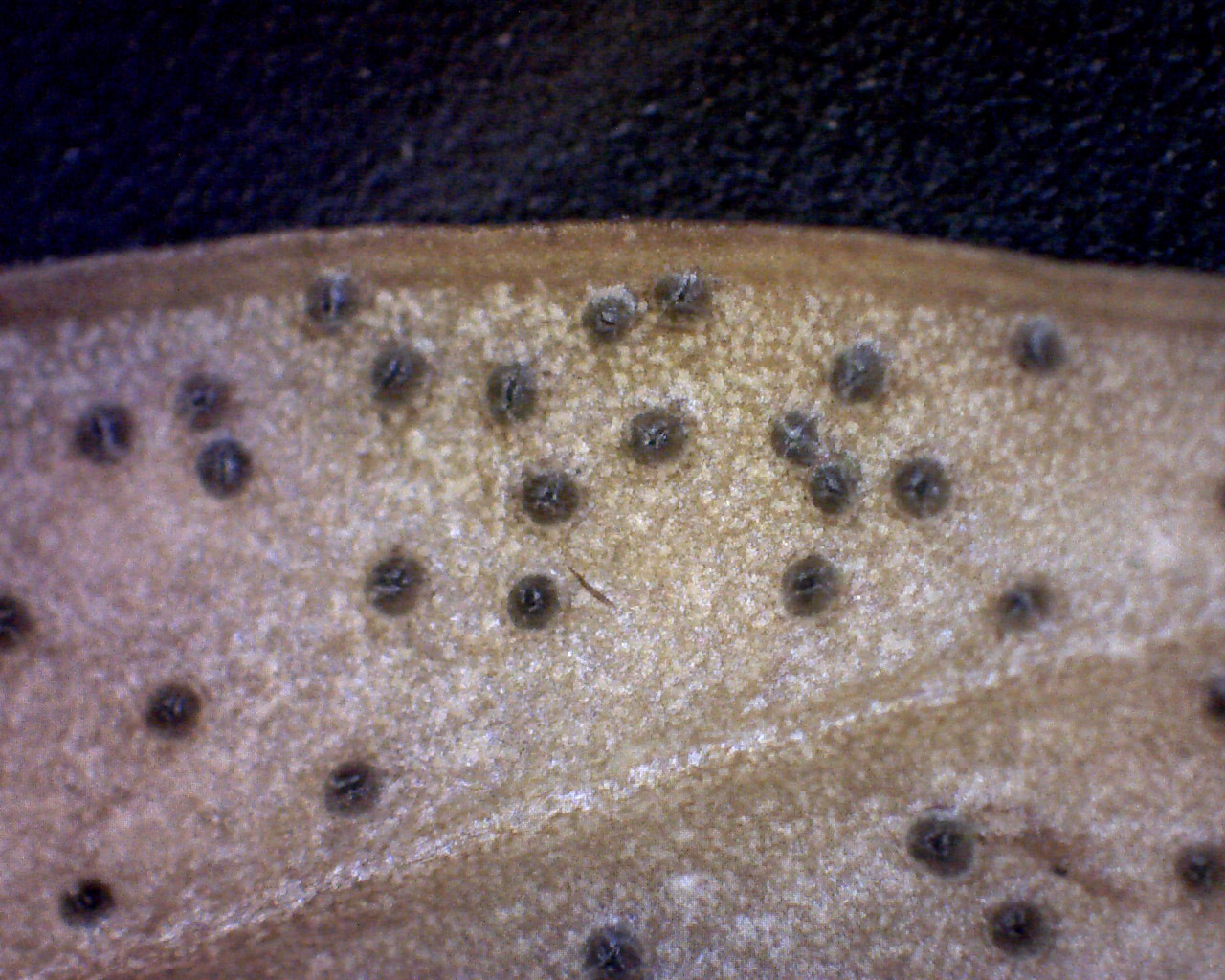 Observation mo-364046, Macrophoma candollei