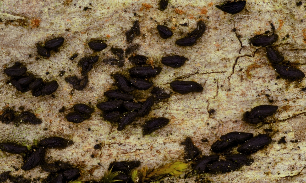 Observation mo-364183, Gloniopsis subrugosa