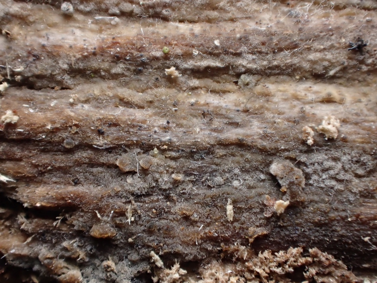Observation mo-364498, Galzinia pedicellata