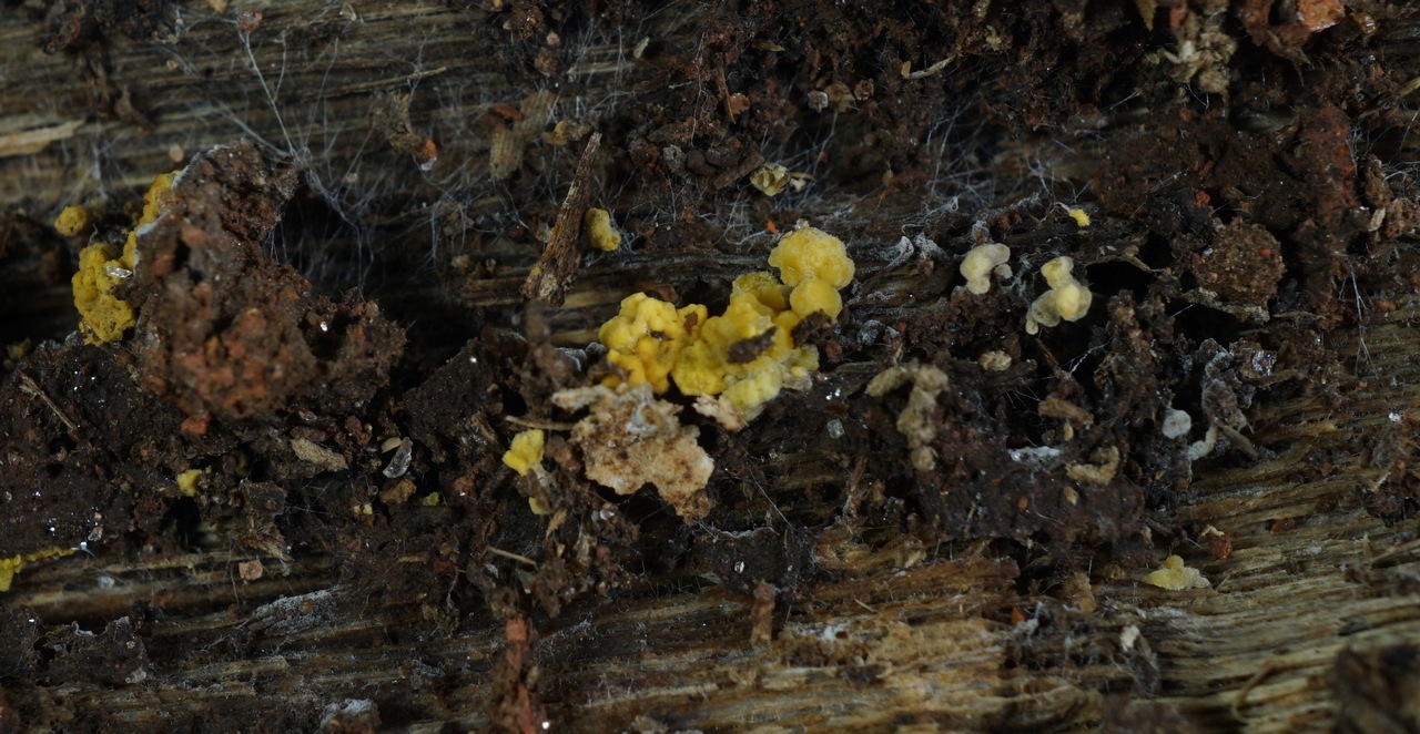 Observation mo-364746, Sistotrema porulosum