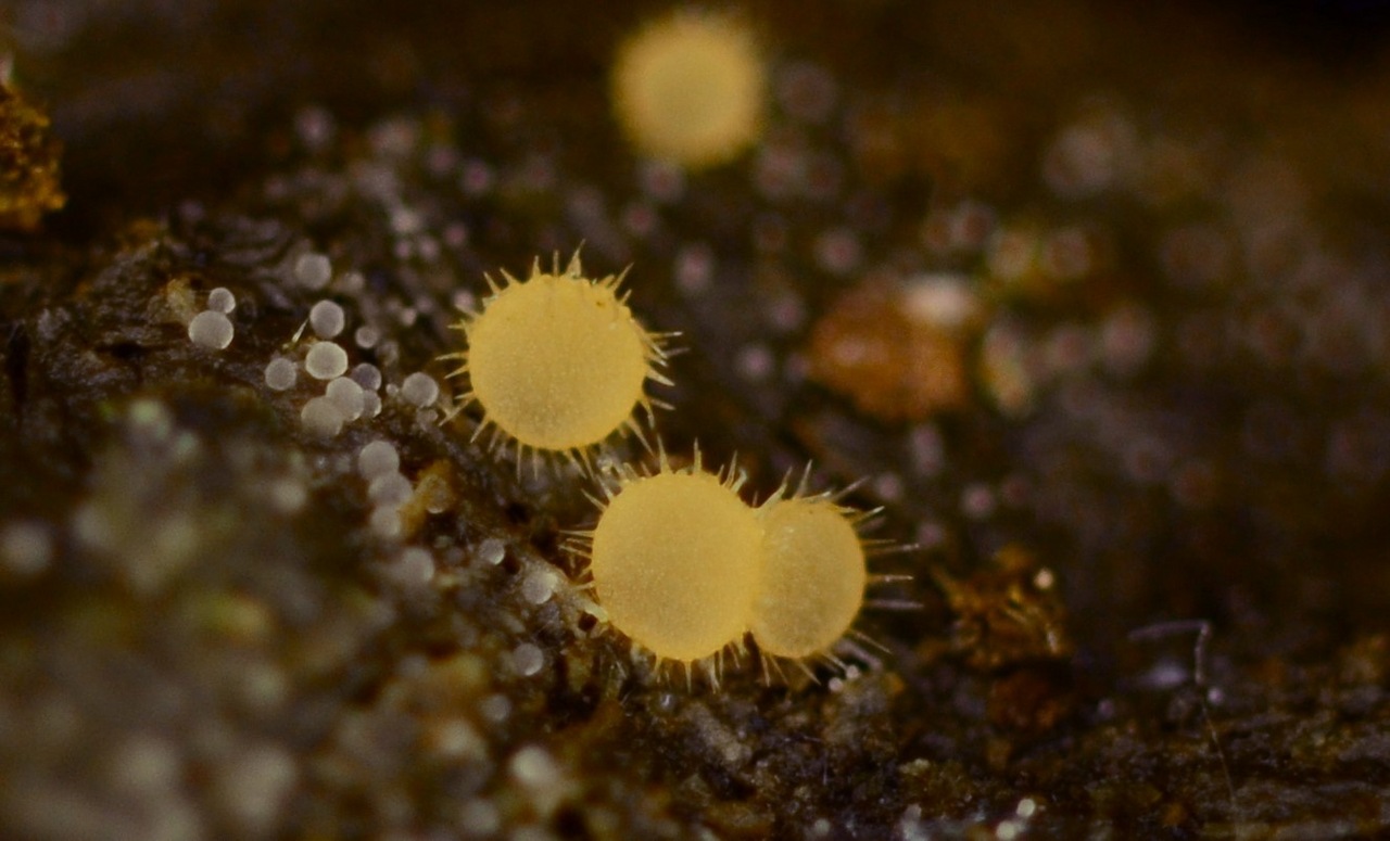 Observation mo-365124, Lasiobolus intermedius