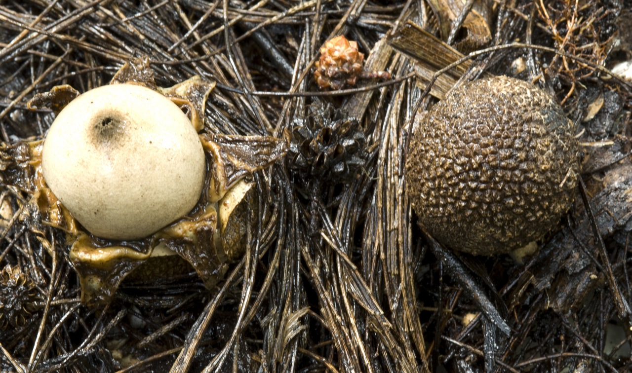 Observation mo-365284, Geastrum litchiforme