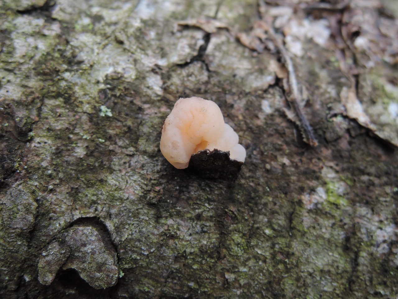 Observation mo-365330, Tremella encephala