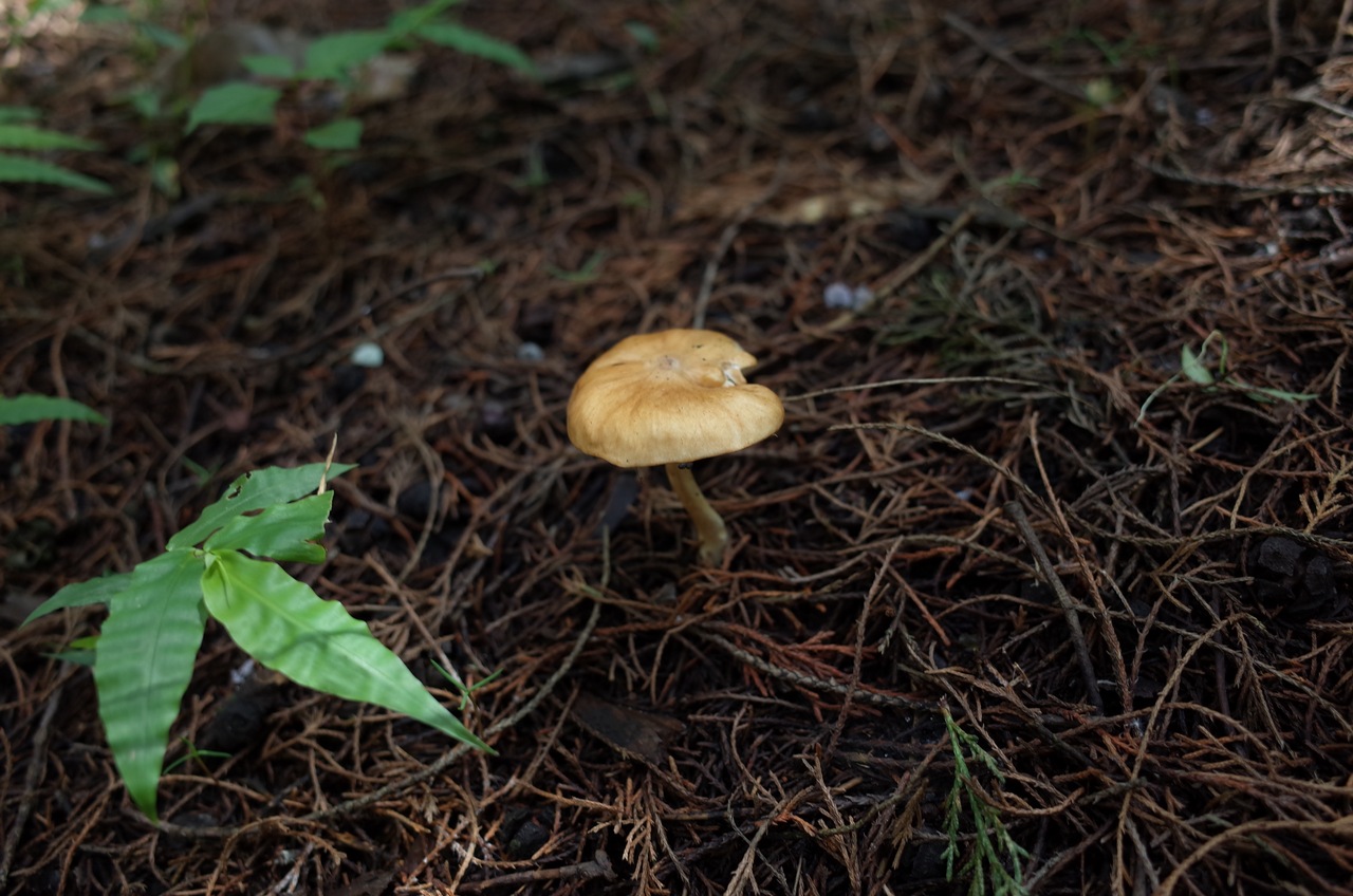 Observation mo-365445, Zhuliangomyces ochraceoluteus