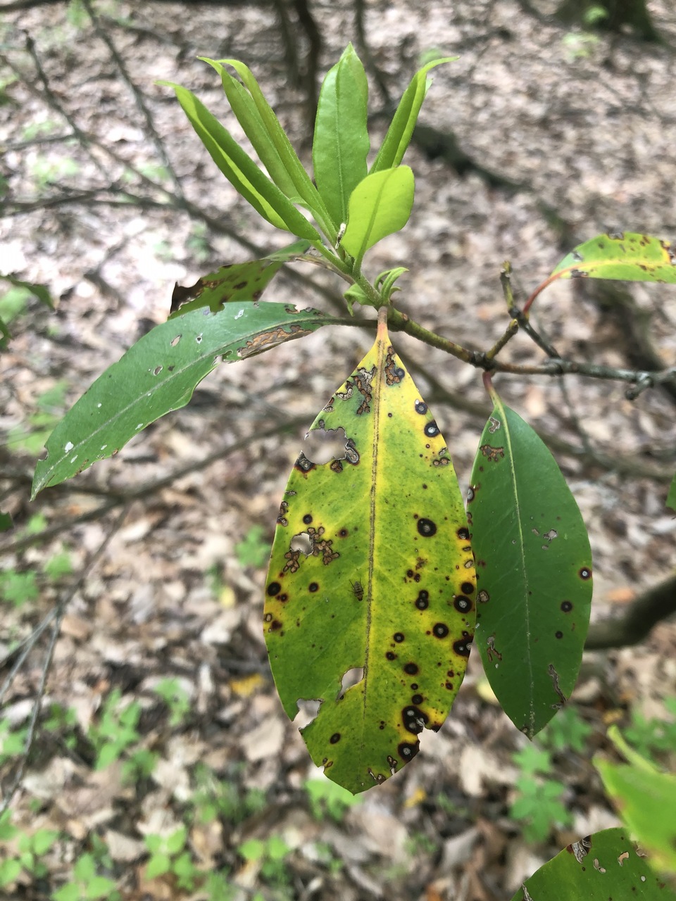 Observation mo-365736, Pseudocercospora kalmiae