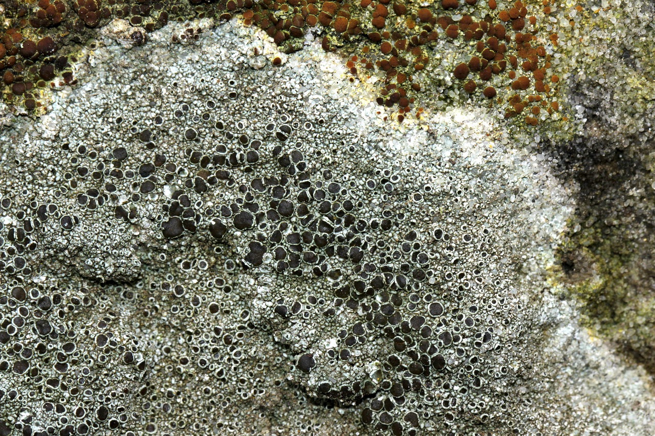 Observation mo-365751, Lecanora argentea