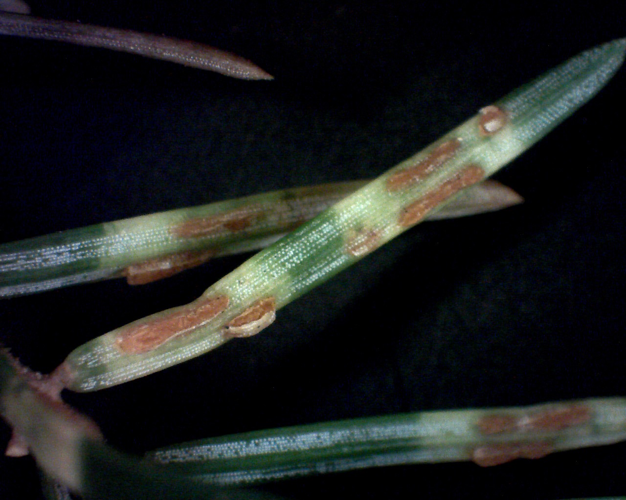 Observation mo-365802, Chrysomyxa weirii