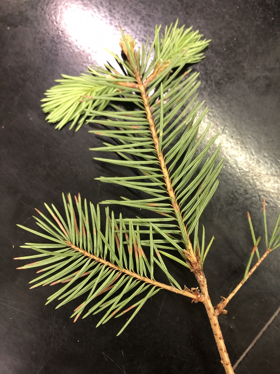 Observation mo-366082, Rhabdocline pseudotsugae