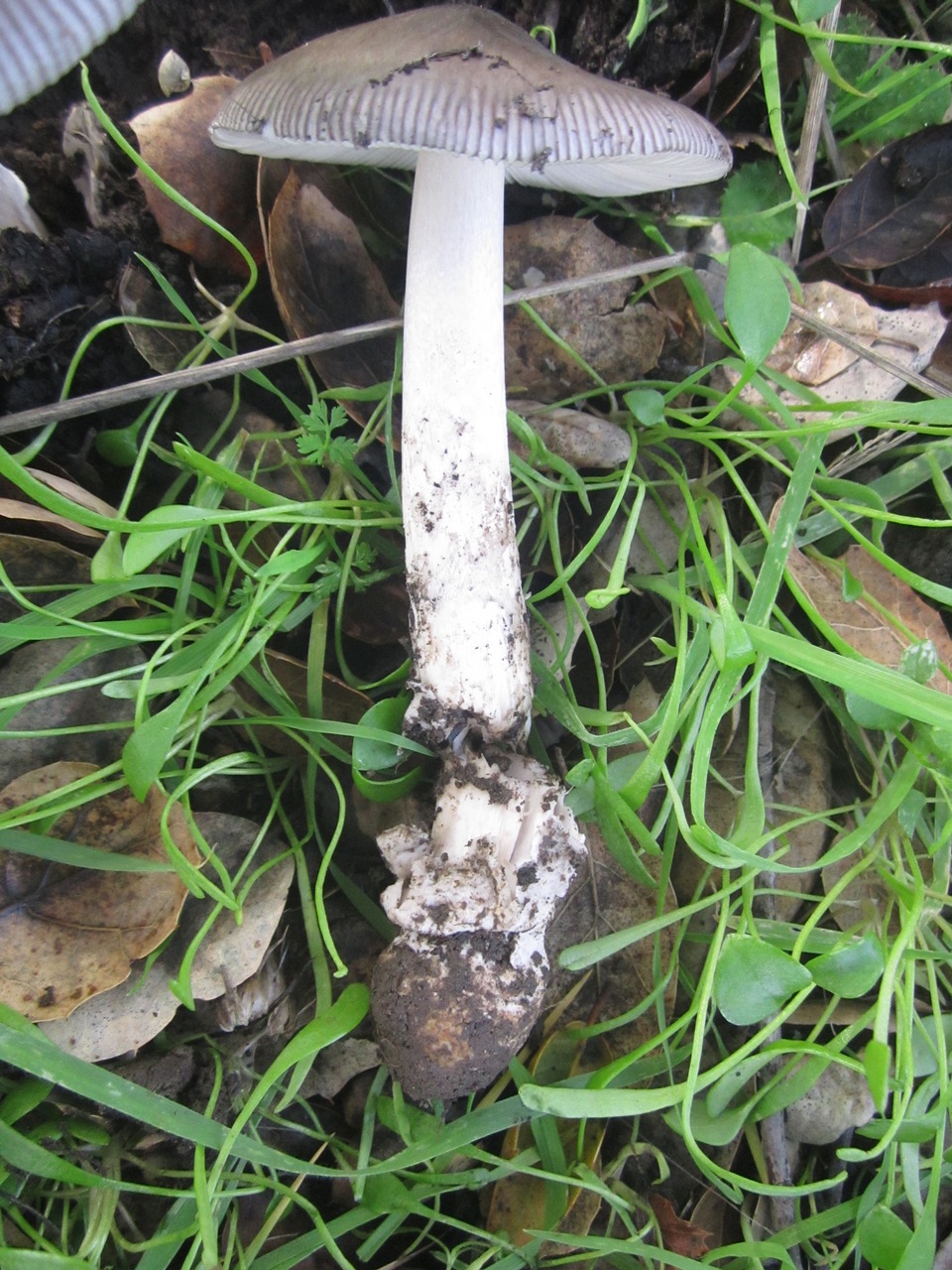 Observation mo-366273, Amanita calisorora